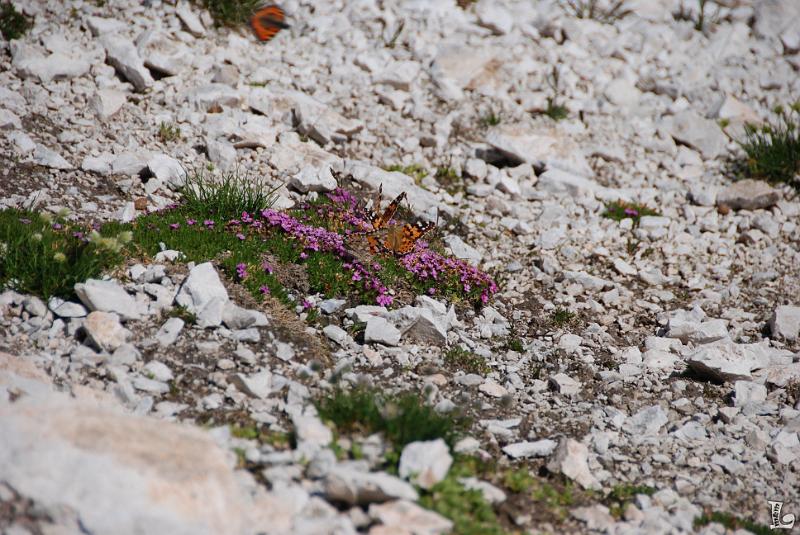 PaleDiSanMartino-035.JPG